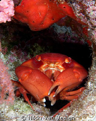 Coral crab taken at Ras Umm Sid on a night dive. by Nikki Van Veelen 